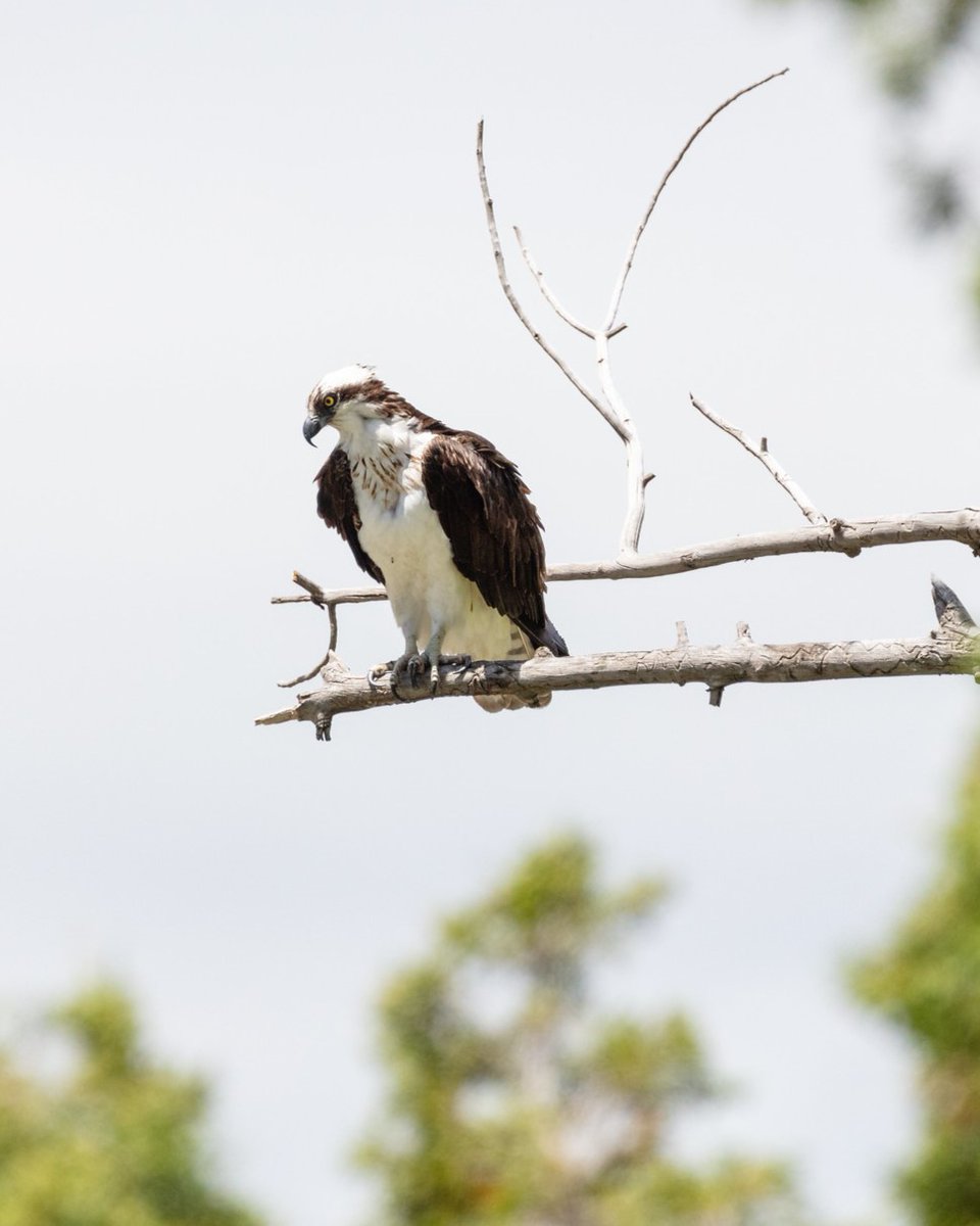 Fall is in the air and so are the raptors! Yellowstone lies in the migration corridor traveled by many birds of prey. Use binoculars to scan the sky around Hayden Valley, Dunraven Pass, and Swan Lake Flats to witness these birds in action. Can you identify these fall migrators?