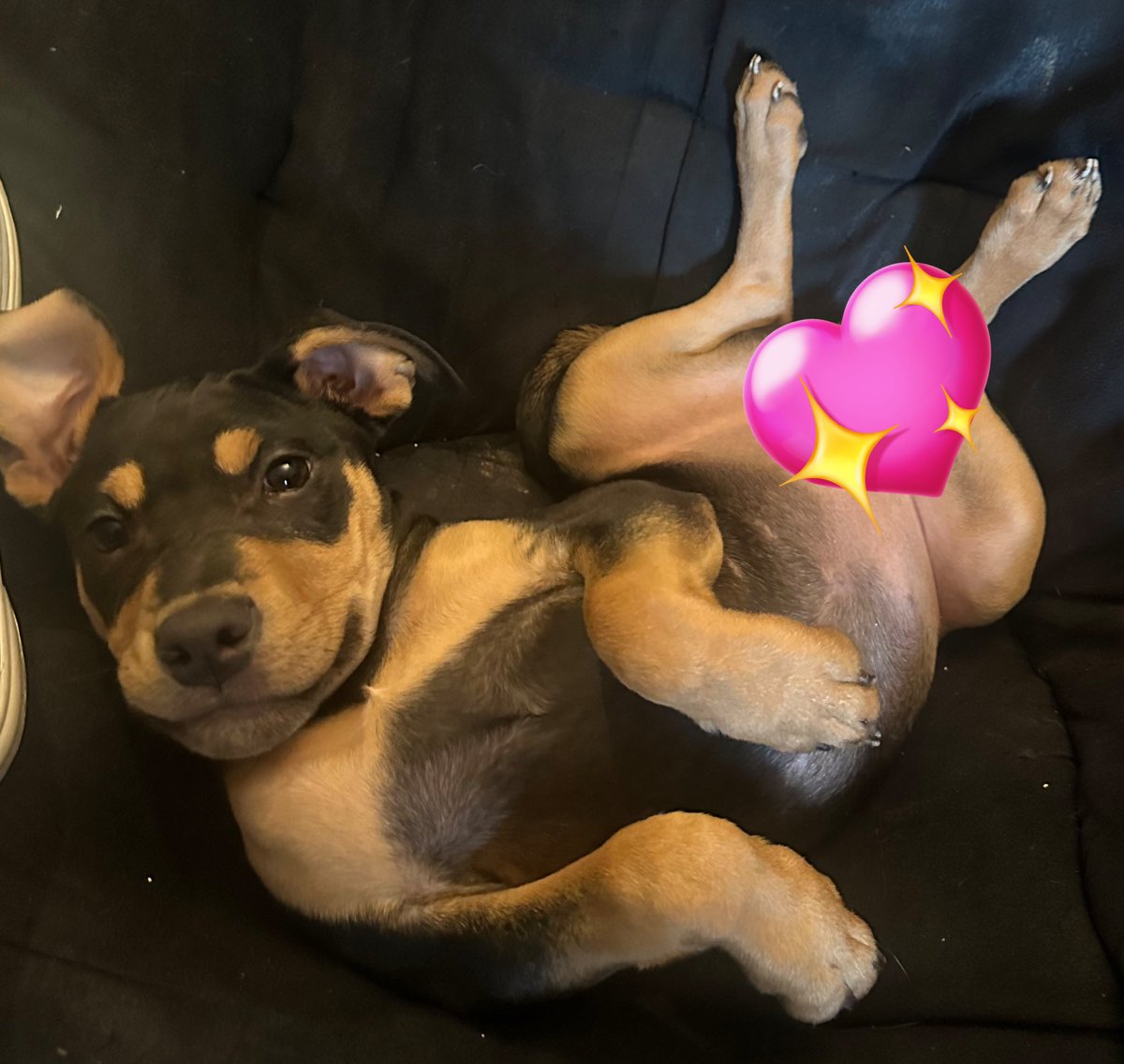 dovethedivine's tweet photo. I have $63/$188 for this vet bill, I need to raise 125! Please share to help us reach our goal! Puppy for vis😊 Thank you🙏💛

CA: https://t.co/Ahu6DIT9J1
VM: https://t.co/RyiILo9neh
KF: https://t.co/waDMG9nbNk

More ways to support/Adoptable Pets:
https://t.co/zte17CeYRo https://t.co/Al330XMv4O