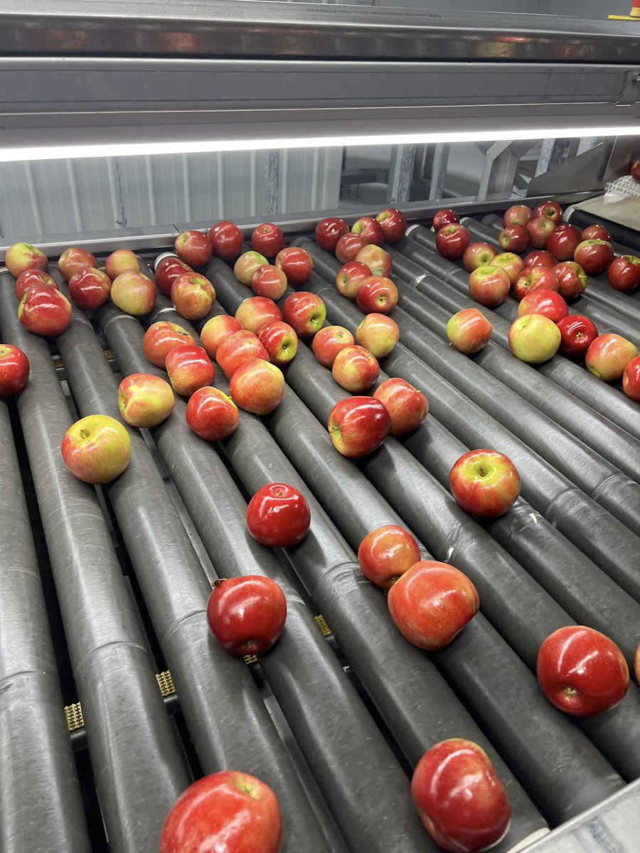 Look for Snapdragon apples at local stores. Get ready to enjoy Sunday night football with the official apple of the Buffalo Bills! #snapdragon #niagarafreshfruitco #lakesideorchards