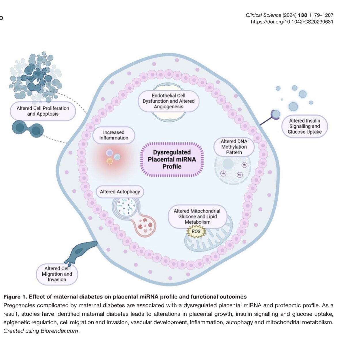 Interested in mechanisms linking diabetes in pregnancy to short-and long-term complications in mum and baby? Check out this article on miRNAs from <a href="/LeedsPRG/">Leeds Pregnancy Research Group</a> researchers

doi.org/10.1042/CS2023…