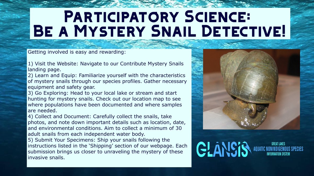 NOAA GLANSIS (@glansis_news) on Twitter photo Interested in #GreatLakes #ParticipatoryScience? Join the #GLANSIS team and researchers at <a href="/GeorgeMasonU/">George Mason University</a> and collect invasive #MysterySnails! 🐌Scientists need your help collecting them to research their genetics + parasites. Learn more here: glerl.noaa.gov/glansis/contri… Interested in #GreatLakes #ParticipatoryScience? Join the #GLANSIS team and researchers at <a href="/GeorgeMasonU/">George Mason University</a> and collect invasive #MysterySnails! 🐌Scientists need your help collecting them to research their genetics + parasites. Learn more here: glerl.noaa.gov/glansis/contri…