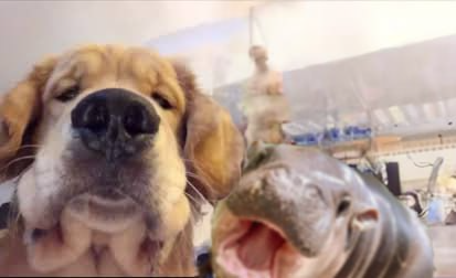 jafonsol's tweet photo. cheese🐾😁 https://t.co/AbG1mdTkX9
