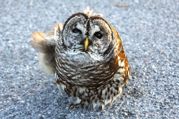 If you encounter injured #wildlife please call our 24-hour Wildlife Alert Hotline at 888-404-3922.