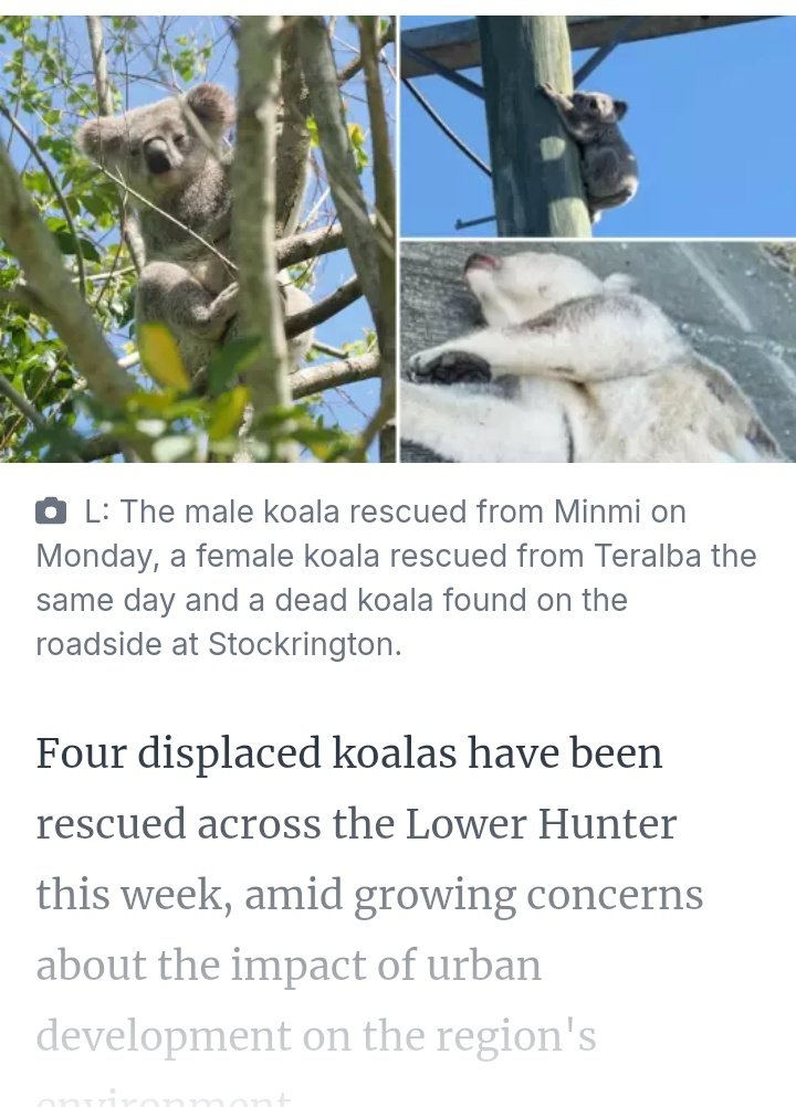 GypsyFree333's tweet photo. Australia's greatest shame 
#koala #urbanisation
#saveourkoalas 
@newcastlecitycouncil
@DanRepacholi
@AlboMP

Newcastle Herald: Koalas bearing the brunt of Hunter's housing push.
https://t.co/qJlpY4H8rJ https://t.co/kEu6FVfIde