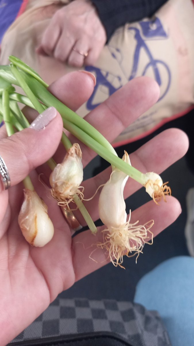 Karolina_Jadue's tweet photo. Un fiasco los #tulipanes como no hicieron nada para organizar a la gente vi muchas papas y tulipanes pisados por la gente que en masa no podía moverse fue del terror https://t.co/zERE0vsRtU