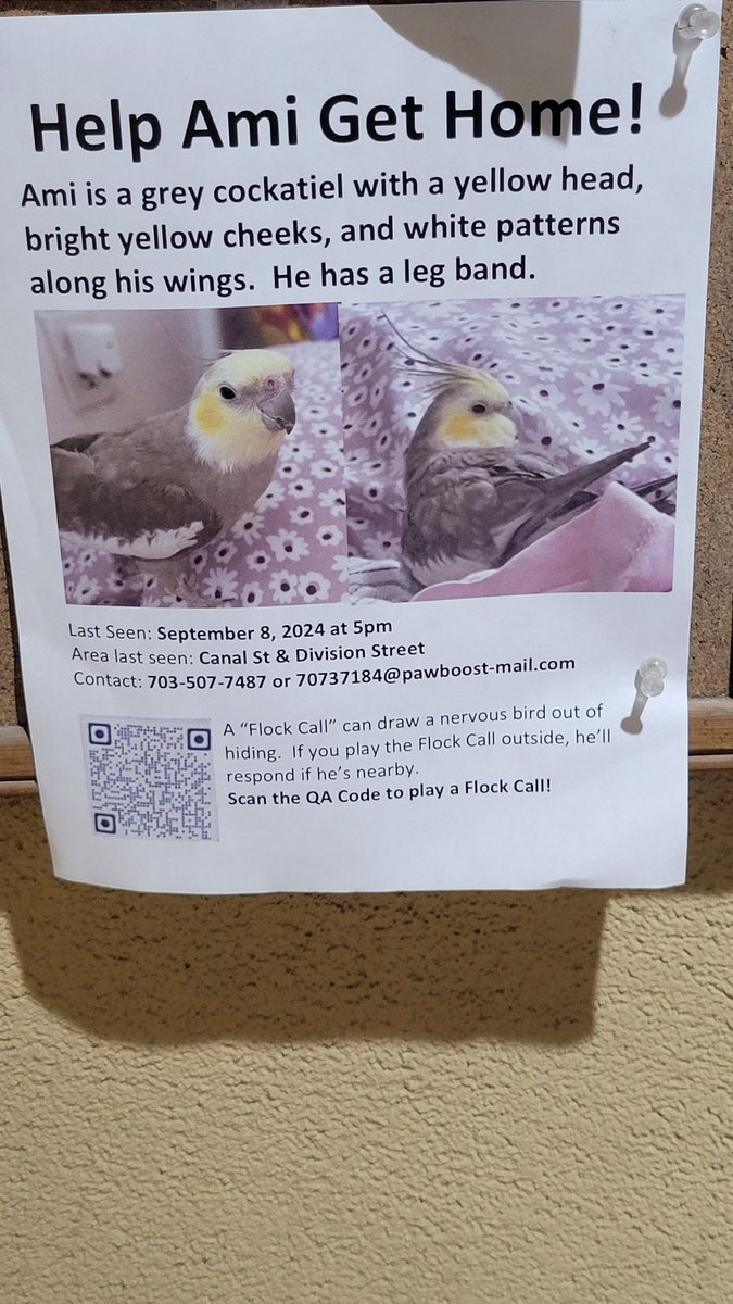 #Ami  #Cockatiel