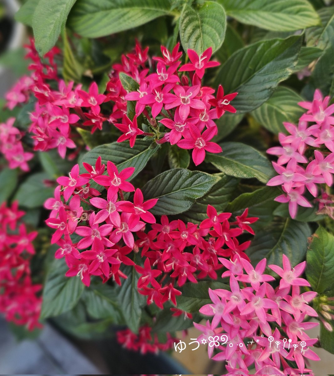 趣味の園芸 19 07 14