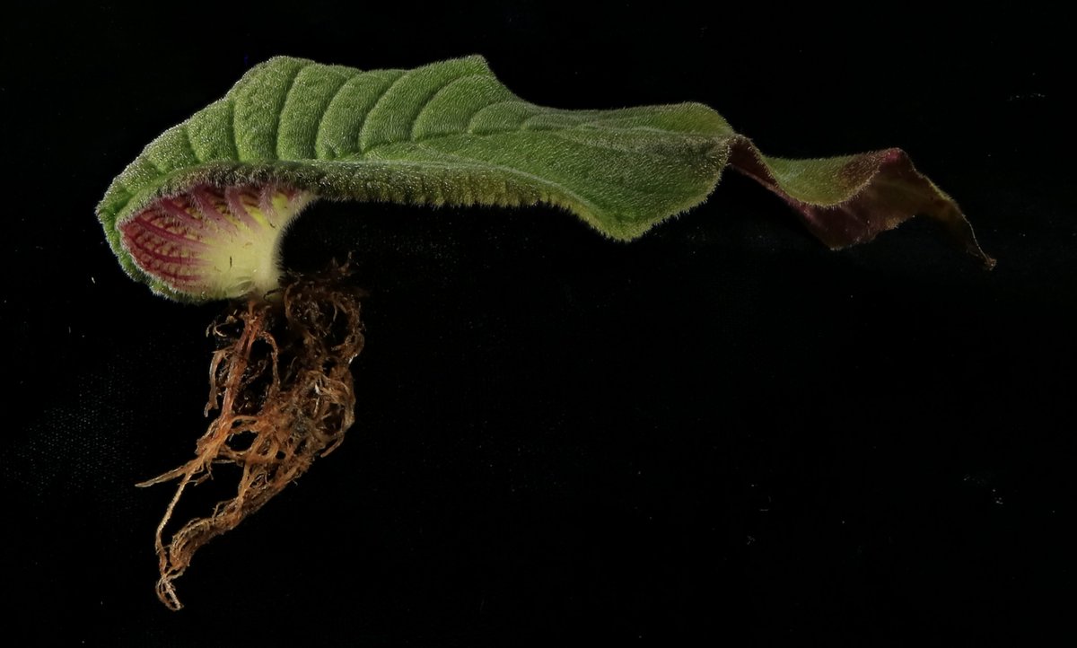 Andrew Willoughby (@andrewilloughb) on Twitter photo Exciting news! I was recently awarded a PGRP postdoc fellowship to develop Streptocarpus as a model system, and also I get to work with <a href="/jgi/">Joint Genome Institute</a> to sequence Gesneriaceae genomes to help understand plant regeneration.
Here is a Streptocarpus plant with its indeterminant cotyledon Exciting news! I was recently awarded a PGRP postdoc fellowship to develop Streptocarpus as a model system, and also I get to work with <a href="/jgi/">Joint Genome Institute</a> to sequence Gesneriaceae genomes to help understand plant regeneration.
Here is a Streptocarpus plant with its indeterminant cotyledon