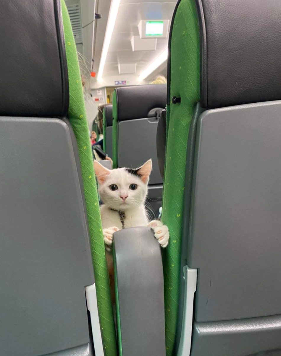 Posts Of Cats tweet media