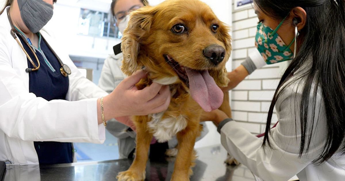 OneHealthUPCH's tweet photo. 🐾 ¡Vacunemos a nuestras mascotas y promovamos una comunidad libre de rabia! 
Comparte este hilo para que más personas conozcan cómo prevenirla. 5/5 
#RabiaCero #OneHealth https://t.co/jFxQji84ed