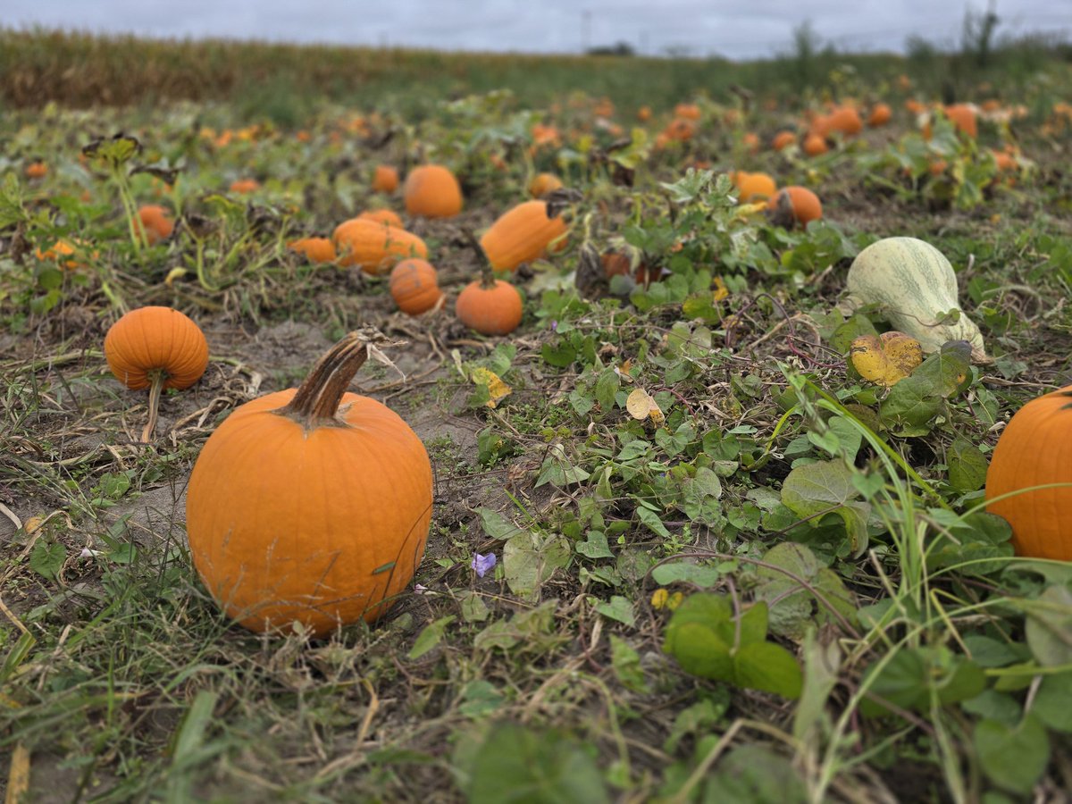 Mr. Simmler tweet media