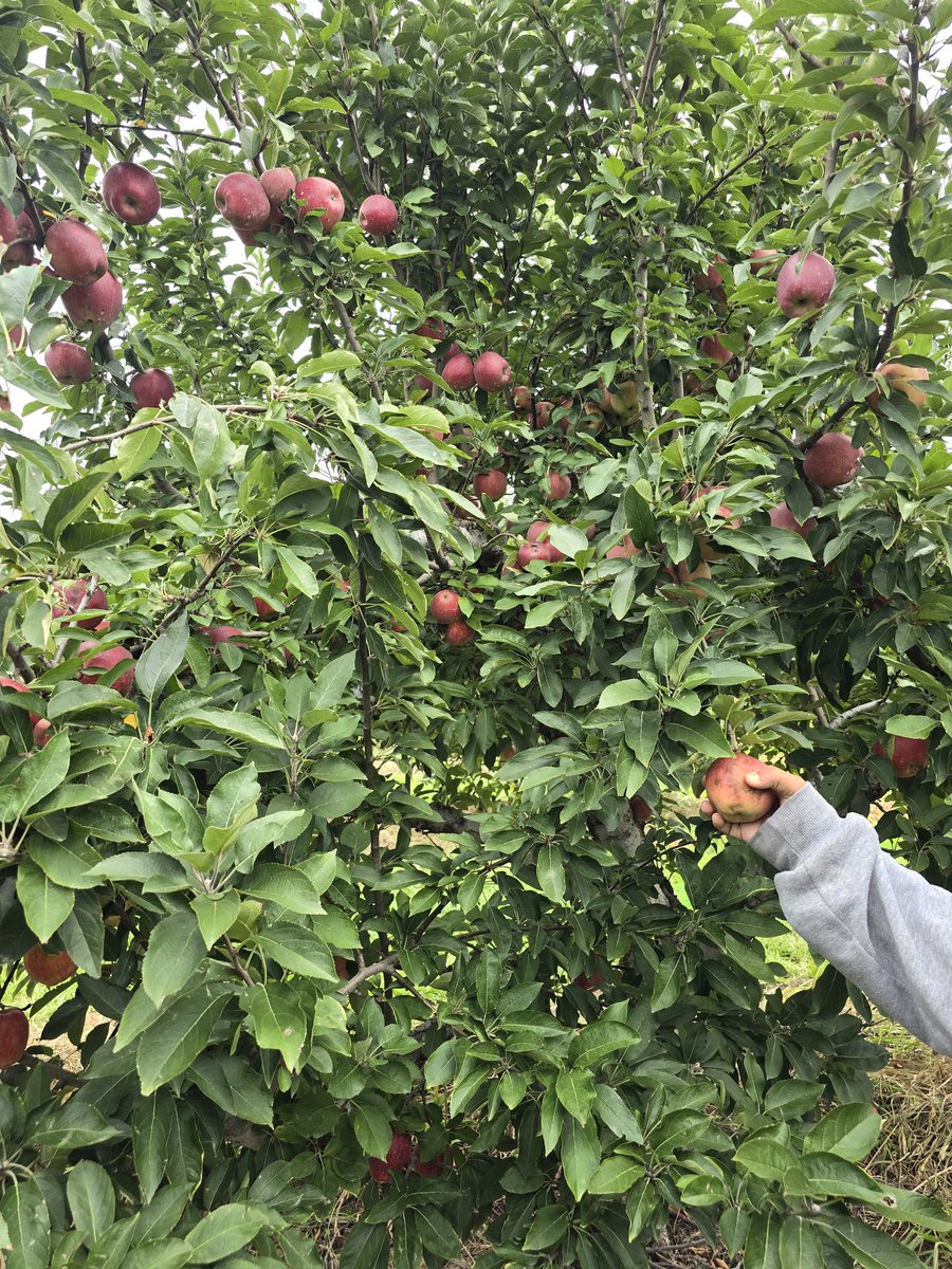 Mr. Simmler tweet media