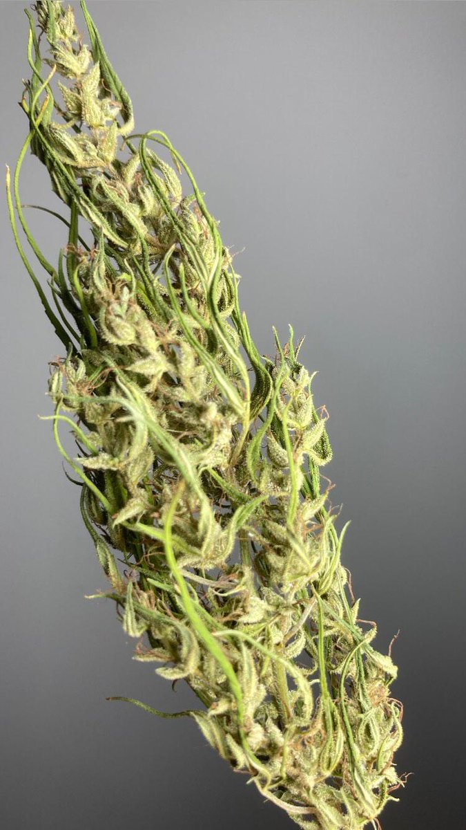 Here is a pure Moroccan Beldia bud. Ugly shwag or beautiful old-school ...
