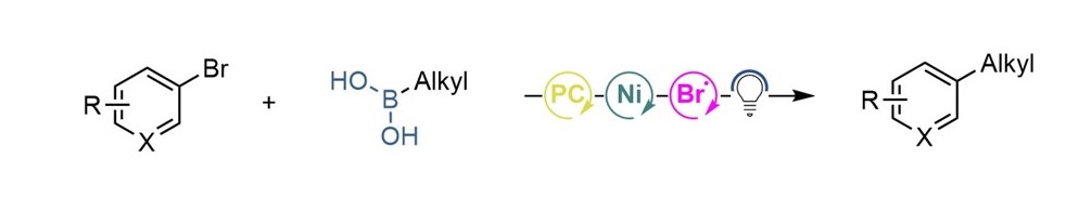 upen14's tweet image. Halogen radicals in action: have a look at our recent work! Bromine Radical Release from Nickel-Complex Facilitates the Activation of Alkyl Boronic Acids: A Boron Selective Suzuki-Miyaura Cross Coupling - now published in Chemical Science pubs.rsc.org/en/content/art…