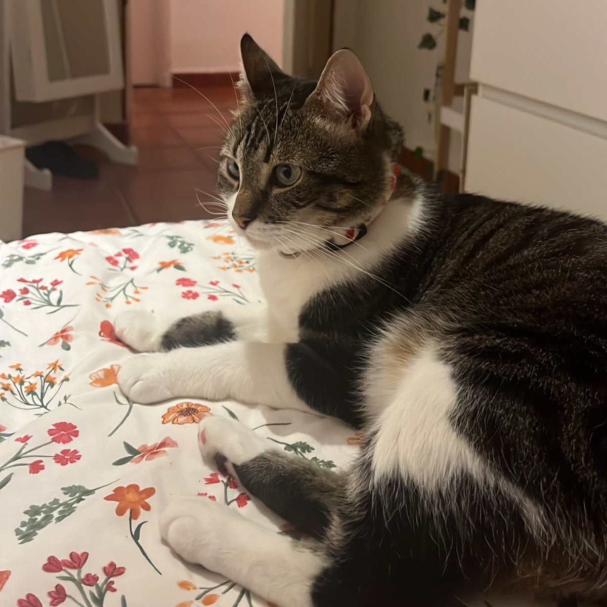 lucialeoonnn's tweet photo. como puedo querer tanto a un gato gordo consentido https://t.co/rDOjRQCtix
