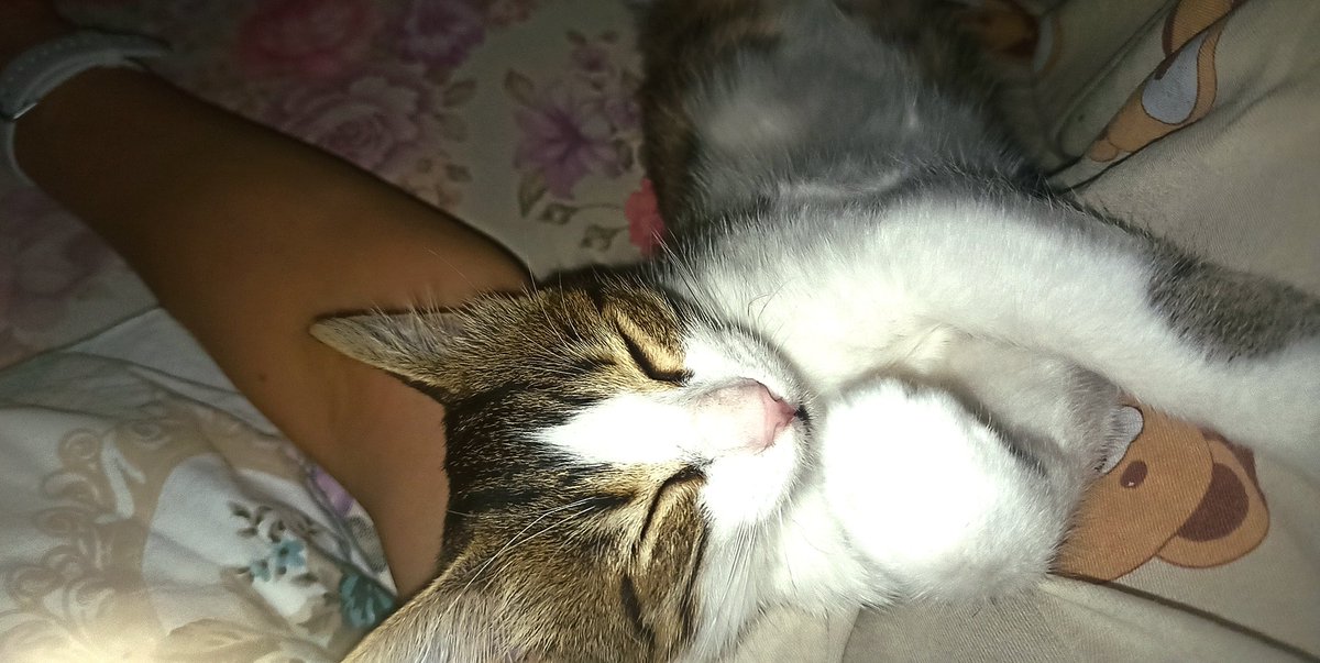 Sen ve senin gibi birçok masum can hayatımda olmasa, hayat kötü biri olduğuma inandırcak. Bana olan saf sevginiz kanıtım🤍