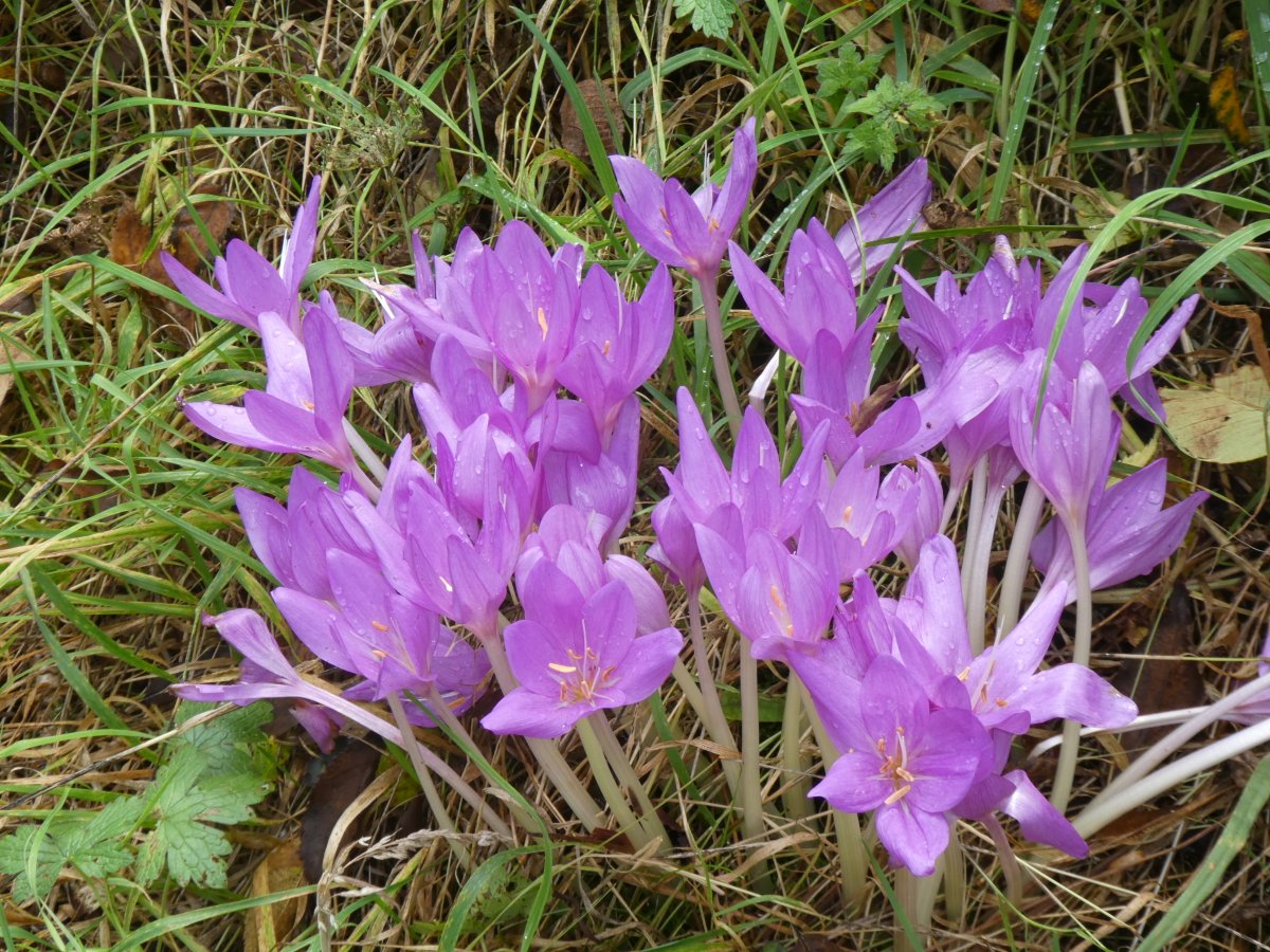 Colchicums in the meadow, Friday is our last open day this year
#NakedLadies #Colchicums #OrganicGarden #PlantNursery #Meadow #YorkshireGarden