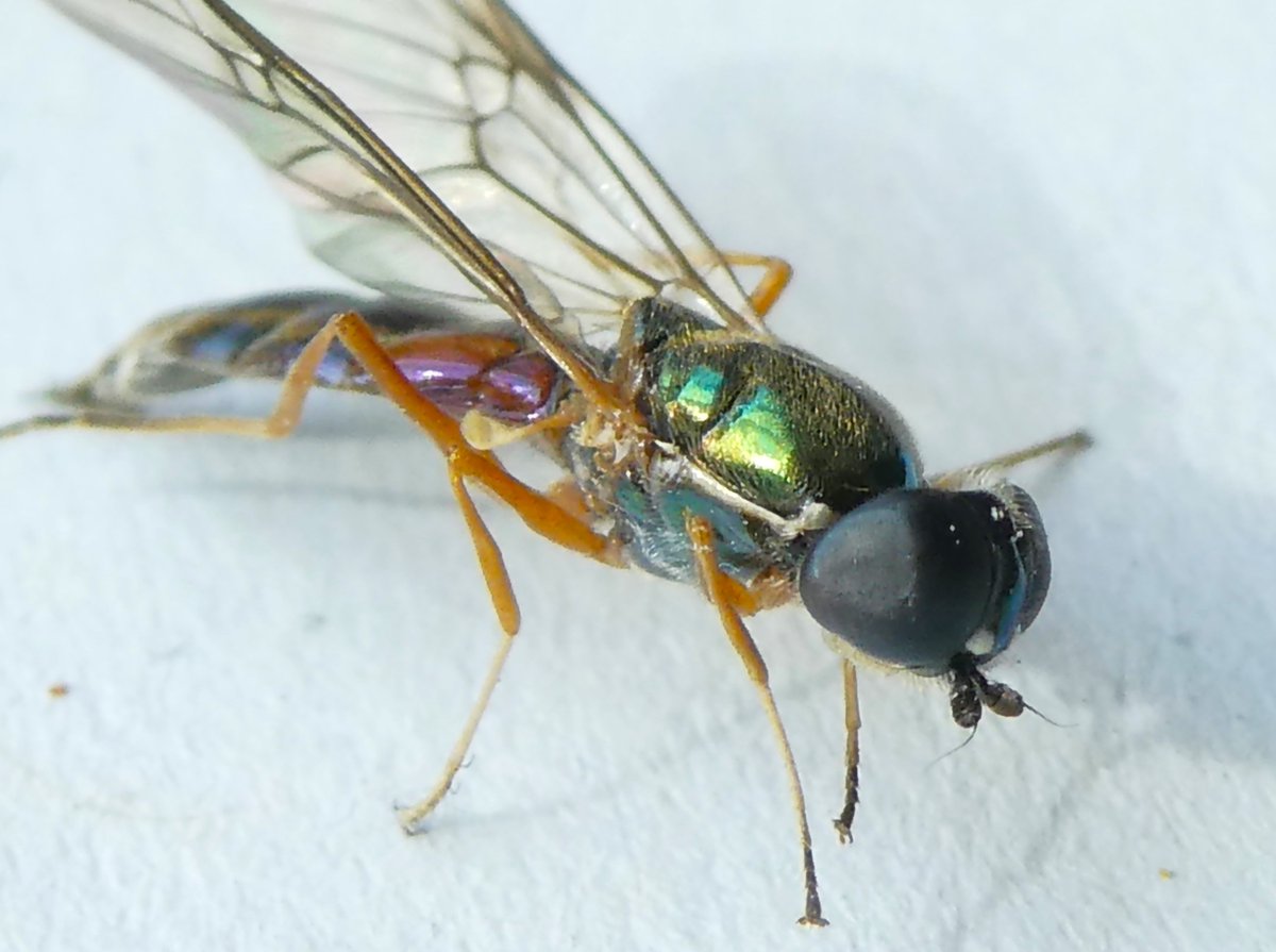 DrNiemitz's tweet photo. The iridescent little centurion fly came to see me earlier. I was stunned.
Die irisierende kleine Waffenfliege kam gerade zu Besuch. Ich war geflasht!
#NaturePhotography #macrophotography #NatureBeauty #Sargus #Stratiomyidae https://t.co/lA4UrsLj6c