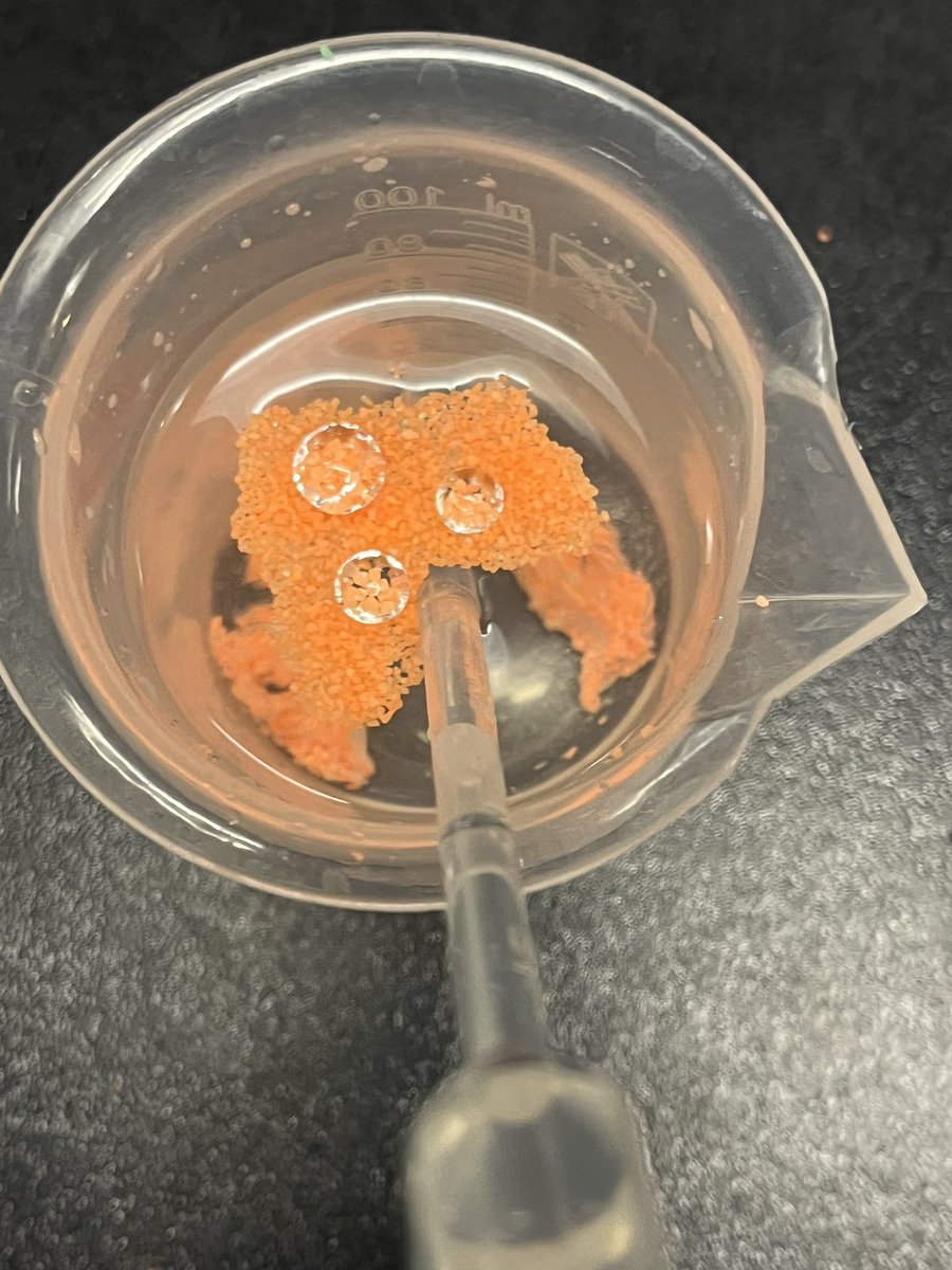 GwenanneGabel's tweet image. @HumbleISD_WMS 8th Science student were #DoingScience by exploring how hydrophobic sand can show us some properties of water! They had an absolute blast experimenting today! #BeElite #ExploreBeforeExplain @Humble_2ndSci