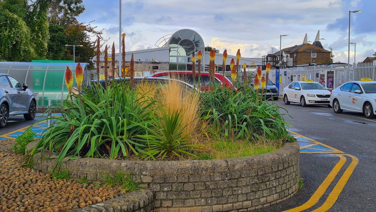 It's been great to see the late summer colour of the 'Red Hot Poker' Knipfolias at Rainham Station. What a great difference volunteers and a bit of community action can make! 🤩