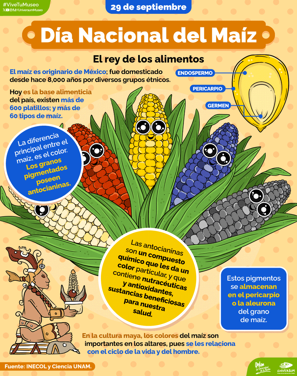 UniversumMuseo's tweet photo. #UnDíaComoHoy es el Día Nacional del Maíz 🌽🤩

Conoce más sobre este alimento originario de nuestro país 🇲🇽👇

#ViveTuMuseo https://t.co/iKvR1dNcIq