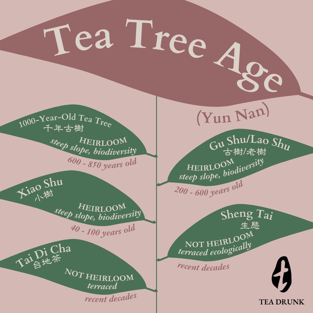 Tea Drunk tweet media