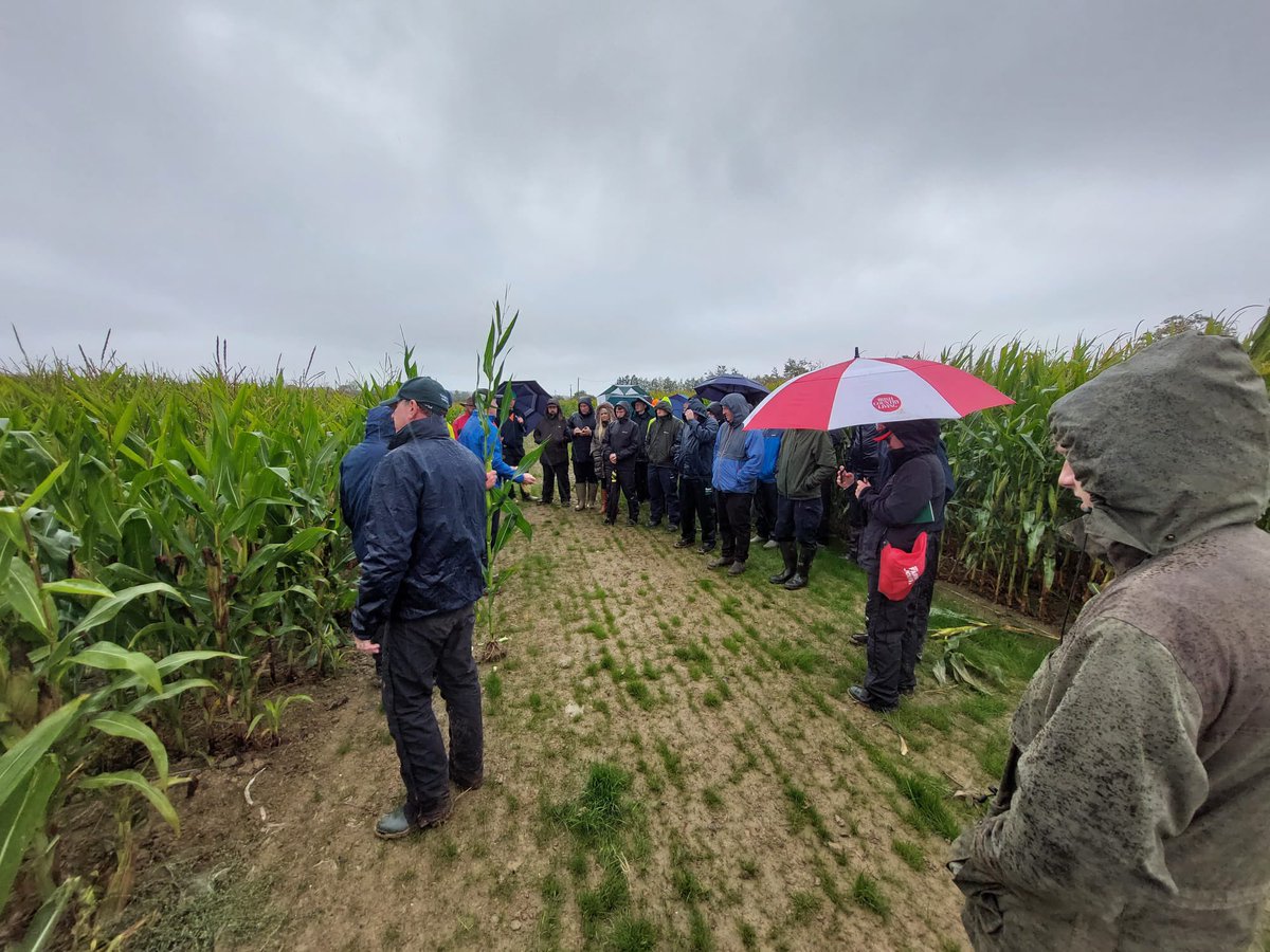 Some of our team attended the GoldCrop open day on Maize and Beet today. 

A very informative event by all counts, giving us a fantastic insight into varieties, feed values and much more 👏👏👏

#goldcrop 
#liffeymills
#maize
#fodderbeet