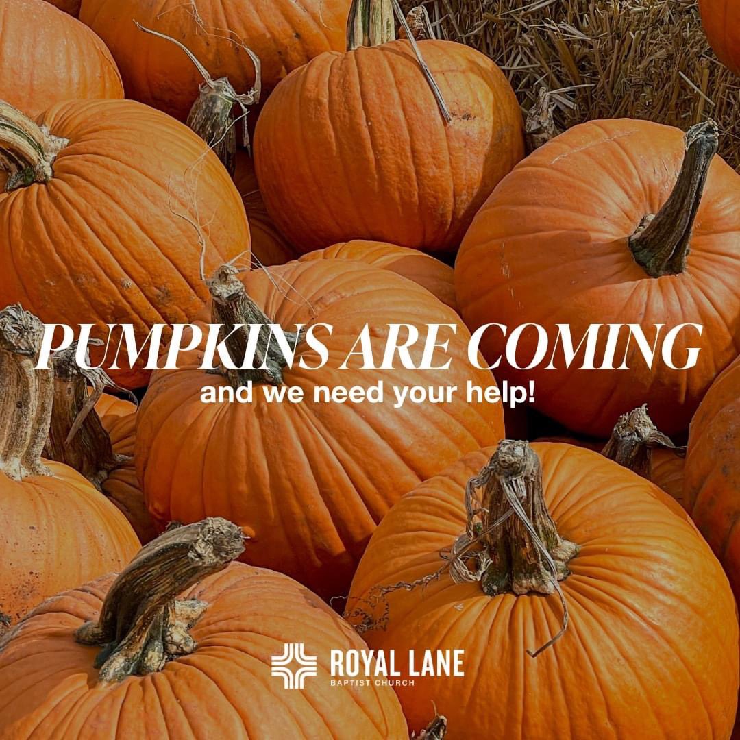royallanebc's tweet photo. Our pumpkins are coming THIS Saturday, and we need your help unloading the truck! Please join us from 9am to noon. Bring your work gloves and a water bottle, and we'll feed you pizza!

https://t.co/qIGFdNvwiA https://t.co/p6iDpoNcqA