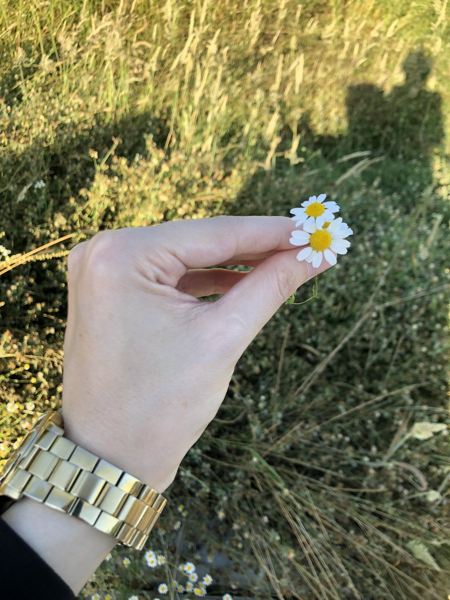 kubrayldrm_'s tweet photo. Bize papatya mevsimini sevdiren şairlere selam olsun☺️ https://t.co/d9otP2Z8Lt