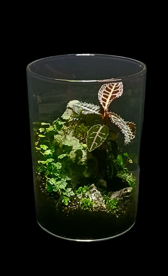 部屋中の電気を消し内張りを黒にした撮影ブースに入れてもガラスの背景に映り込みが現れる。パルダリウム撮影、皆さんどうしてますか？
#パルダリウム