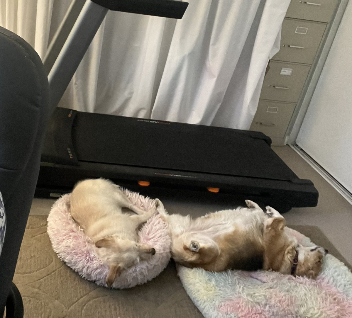 whitemanML's tweet photo. My Co-workers are laaazy! #lazydogs #corgicrew #mycoworkersareskackers https://t.co/PD28BdX165