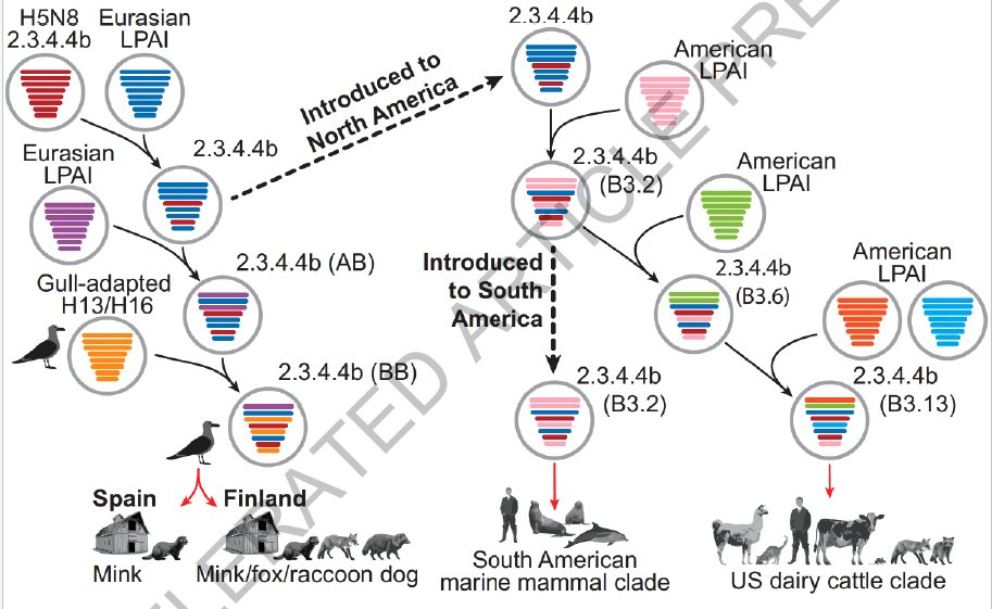 Review of HPAI, w focus on molecular and ecological factors driving HPAIs sudden expansion in host range + assess likelihood of different zoonotic pathways leading to an potential pandemic. Also, really like this figure highlighting all the reassortment!
👉nature.com/articles/s4158…