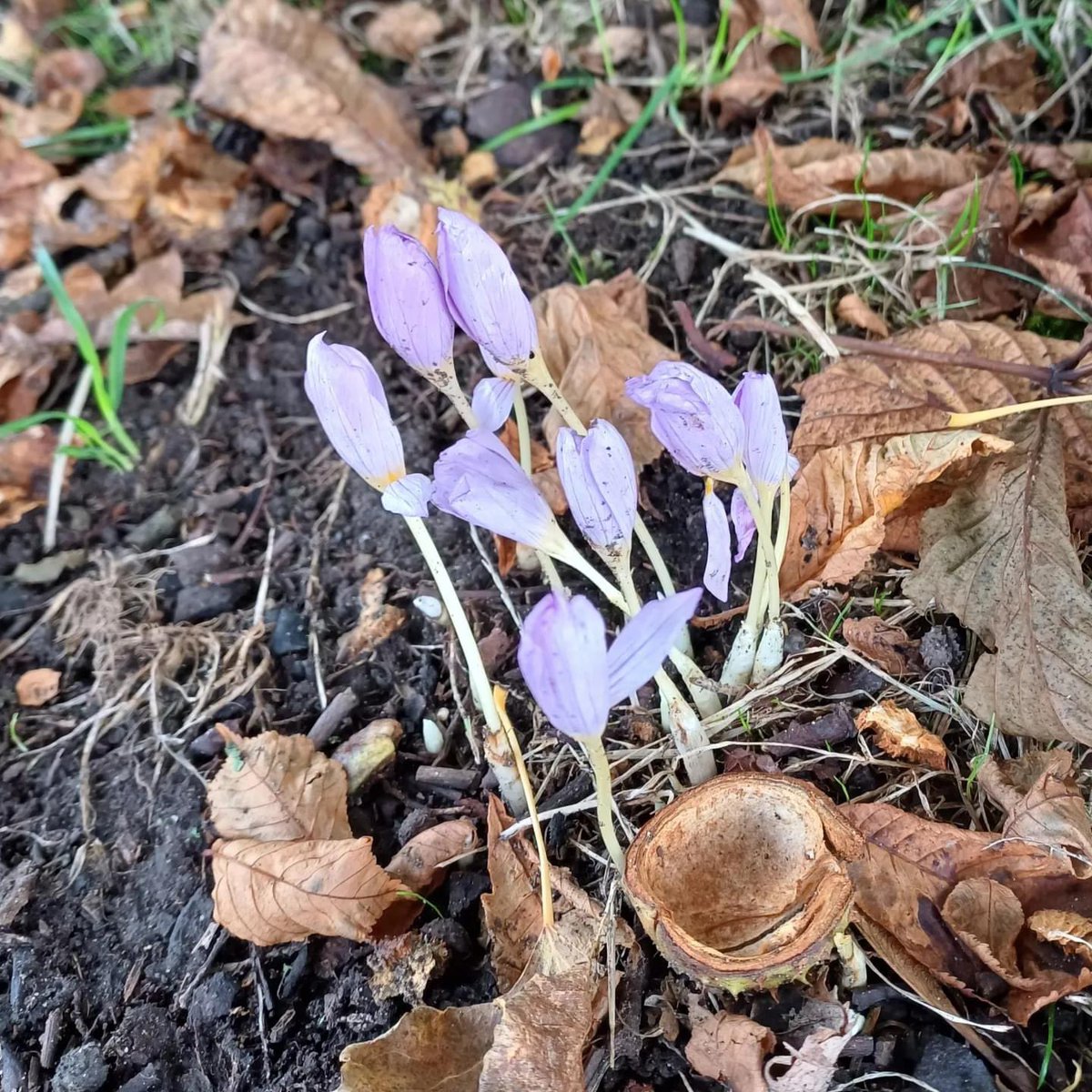 A little pop of colour spotted in the park today. Autumn crocus.