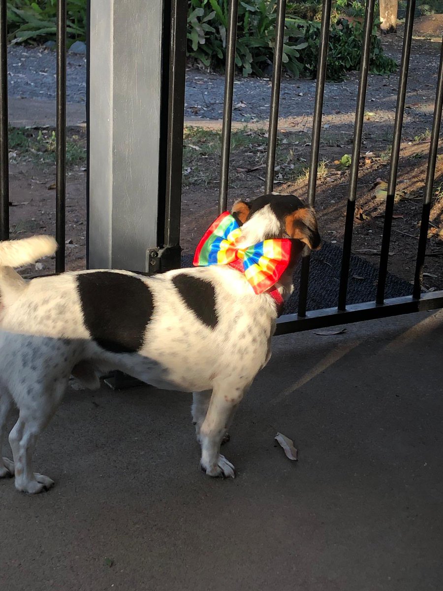 GusinTime's tweet photo. Happy Friday pals, my hoocousin Maisie put my bow tie on backwards 😂. I finks she’s trying out a new fashion trend 😝. I’m so happy to be back home after camping, the weather is literally 4 seasons in a day 😂😂😂. Enjoy your Friday everyone 🩵
#happytobehome #dogsofinstagram https://t.co/svfzk8O92m