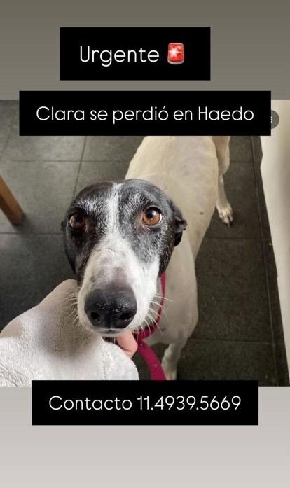 Clara se perdió en Haedo - BsAs. Nos ayudan con un RT?