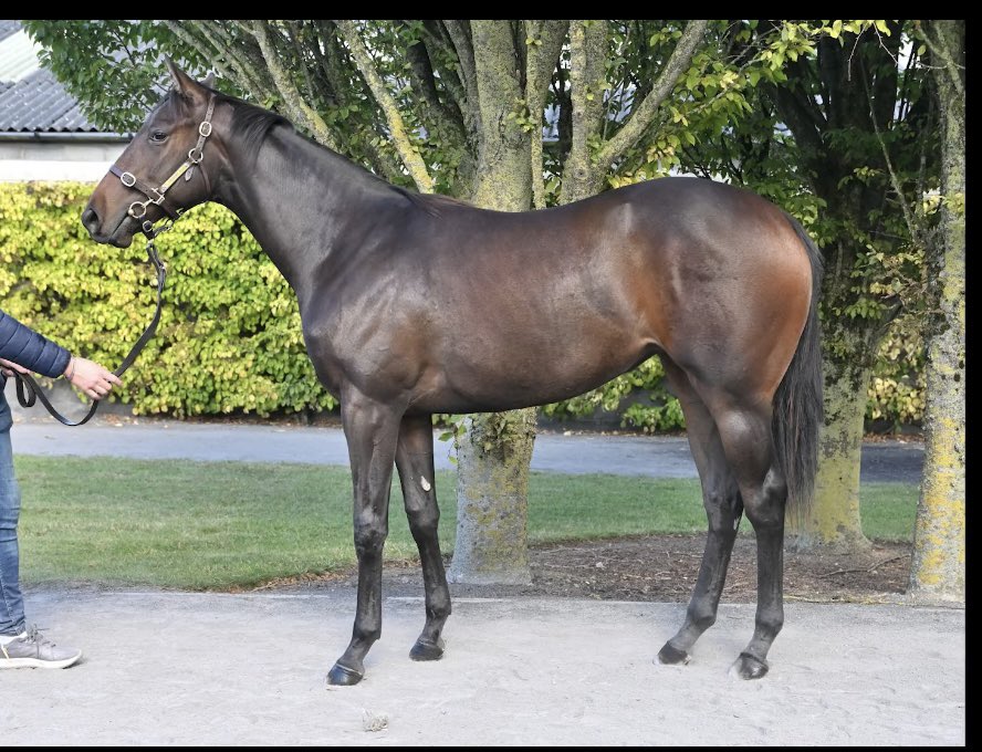 Micheál Orlandi (@michealorlandi) on Twitter photo Great few days <a href="/Tattersalls_ie/">Tattersalls Ireland</a> trying to find tomorrow winners for top trainers & loyal clients <a href="/DaveLoughnane_/">DaveLoughnaneRacing</a> <a href="/jardineracing/">Iain Jardine Racing</a> <a href="/wgianjones/">Ian Jones</a> <a href="/jimmyfyffe/">jimmy fyffe</a> 🐴🔭🧭🍀
A mix of proven & 1st season sires 🐴🏇
#CompasEquine 🧭🐎 Great few days <a href="/Tattersalls_ie/">Tattersalls Ireland</a> trying to find tomorrow winners for top trainers & loyal clients <a href="/DaveLoughnane_/">DaveLoughnaneRacing</a> <a href="/jardineracing/">Iain Jardine Racing</a> <a href="/wgianjones/">Ian Jones</a> <a href="/jimmyfyffe/">jimmy fyffe</a> 🐴🔭🧭🍀
A mix of proven & 1st season sires 🐴🏇
#CompasEquine 🧭🐎