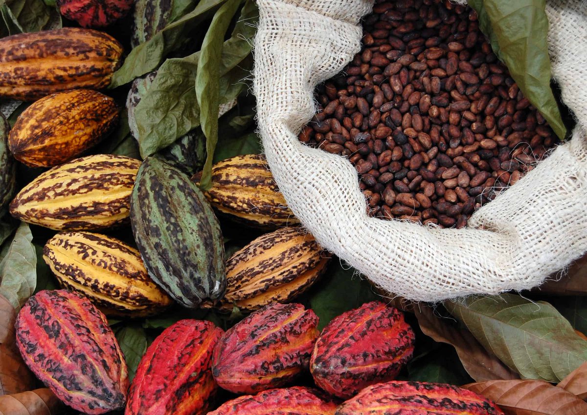 What EUDR Means for Cocoa?

⚠️ The EUDR regulations will come into force at the end of this year. 

Systems Throws Up Challenges🚫

Prior to EUDR, cocoa could be bought under an FCC contract with the main concerns being about contract default,...

📸: <a href="/CocoaPost/">CocoPost</a>

1/4