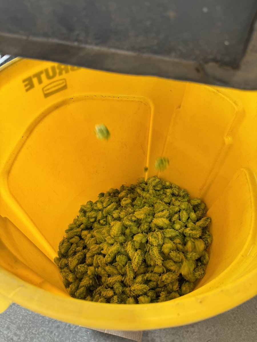 Last week we harvested our hop herbicide trials ✅. Thankful for the training and help from our experienced hop research colleagues!