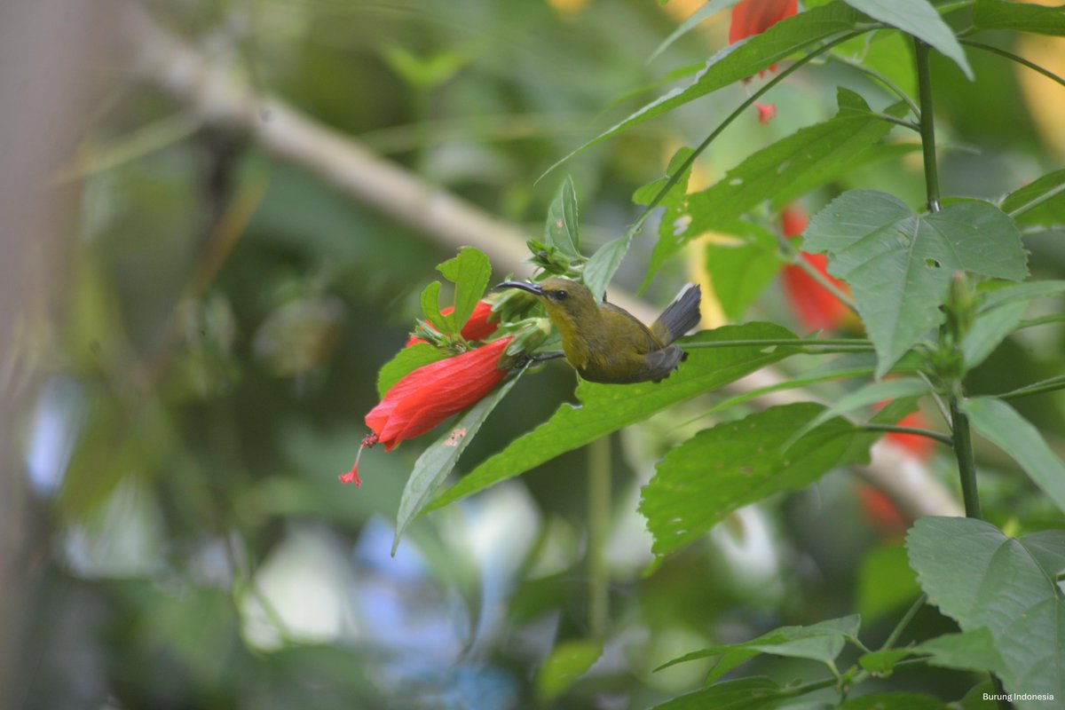 burung pemakan nektar, kaya burung madu juga penting dalam penyerbukan.

mereka pasukan burung yang berperan besar dalam produksi buah di banyak wilayah pertanian.

itu kenapa kita harus menghargai kontribusi mereka, bukan malah memelihara mereka di kandang 😢