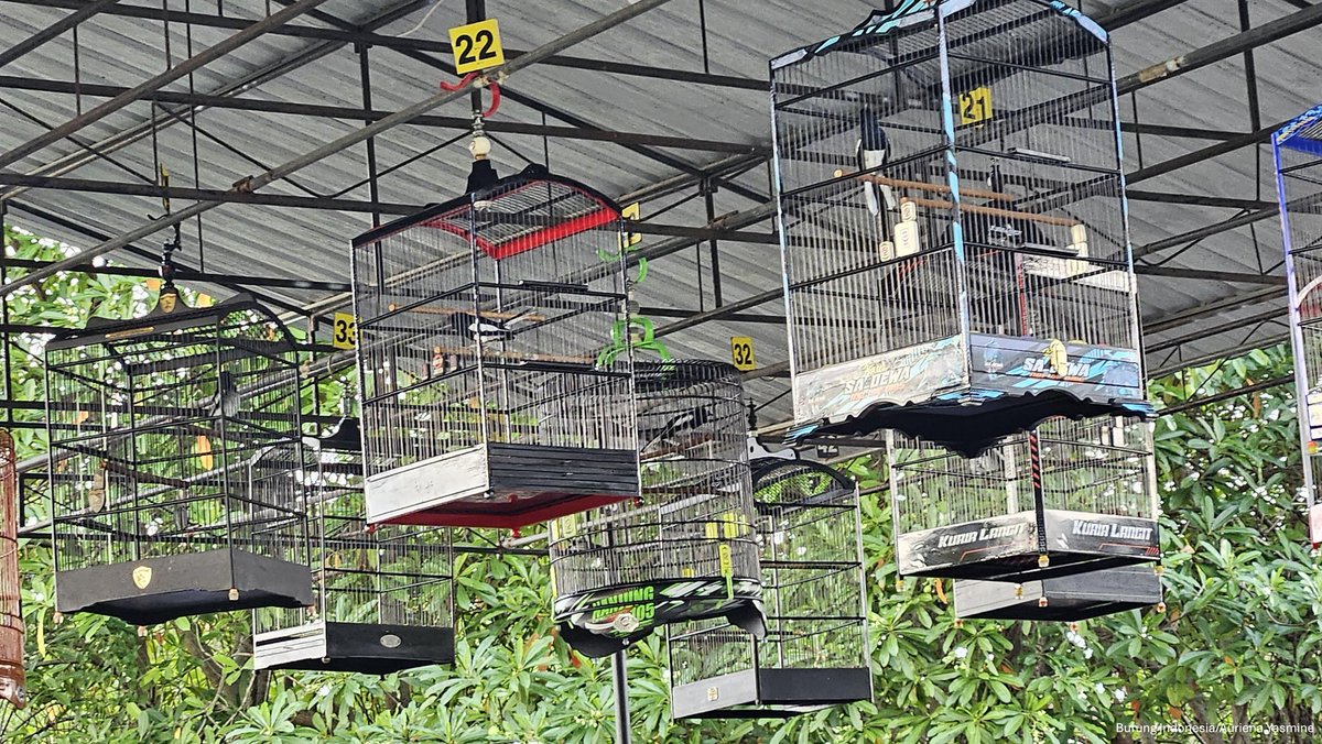 🦜 Daily Quick Fact;

siapa disini yang hobi burung kicau?

tau ga, tahun 2018 Presiden meresmikan 'Piala Presiden Jokowi' dan menyebut perputaran uangnya mencapai Rp 1,7 triliyun?

tapi apakah ini menjamin burung di alam tetap lestari?

yuk kita bahas!
[thread belajar bareng]