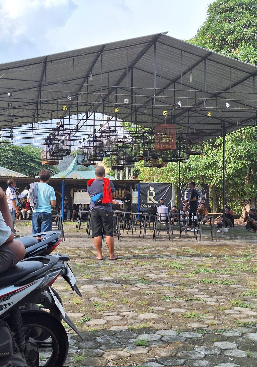 pada tahun 2005, di jawa dan bali ada 2.8juta burung dalam sangkar. setelah 13 tahun berlalu, angkanya melonjak drastis.

sekarang di jawa aja ada 60juta burung yg dipelihara oleh hampir 12juta rumah tangga.

artinya, tiap rumah di jawa berpotensi memelihara setidaknya 5 burung.