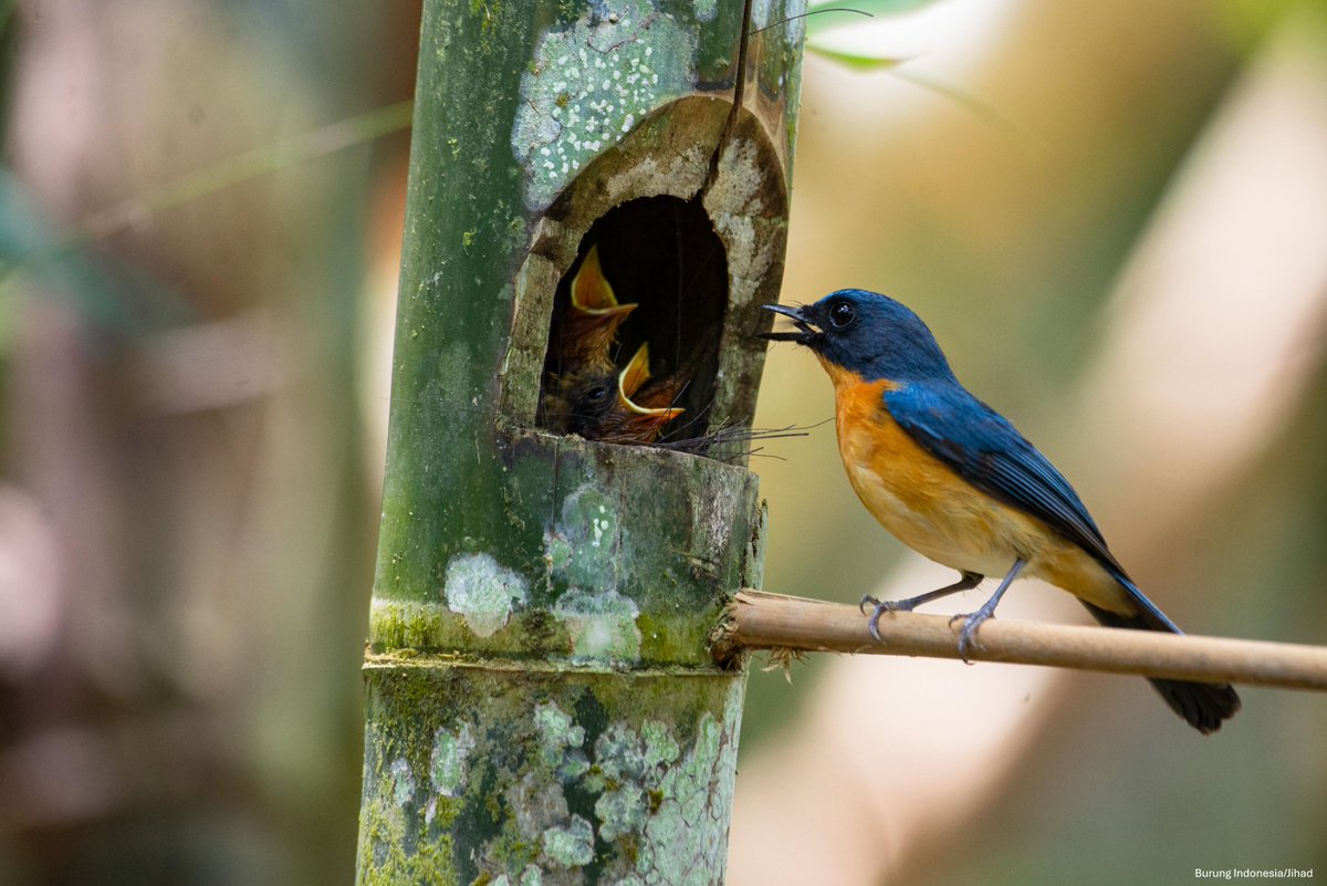 banyak yang sepele mungkin ya sama burung, tapi secara ekologis, adek-adek burung ini berperan sebagai bio-monitoring yang menjaga keseimbangan alam.

contohnya aja kaya burung elang, srigunting dan sikatan yang bantu petani mengendalikan hama serangga secara alami.