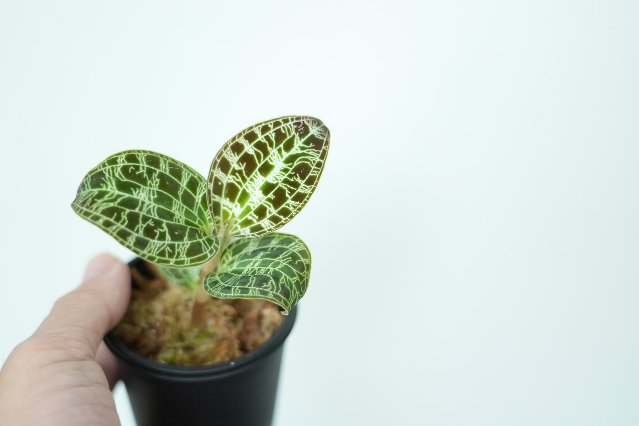 Macodes petola platinum マコデス ペトラ プラチナム Macodes petola platinum マコデス ペトラ プラチナム - メルカリ