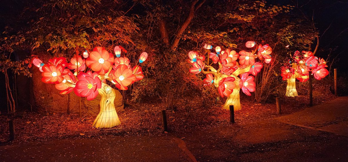 SpongeyAstro's tweet photo. Lantern Festival 2024
Columbus Zoo

A perfect goodbye to summer as the sun sets sooner and sooner in the evening.  By 7:30, the lanterns are so bright! https://t.co/nKBoXeJSku