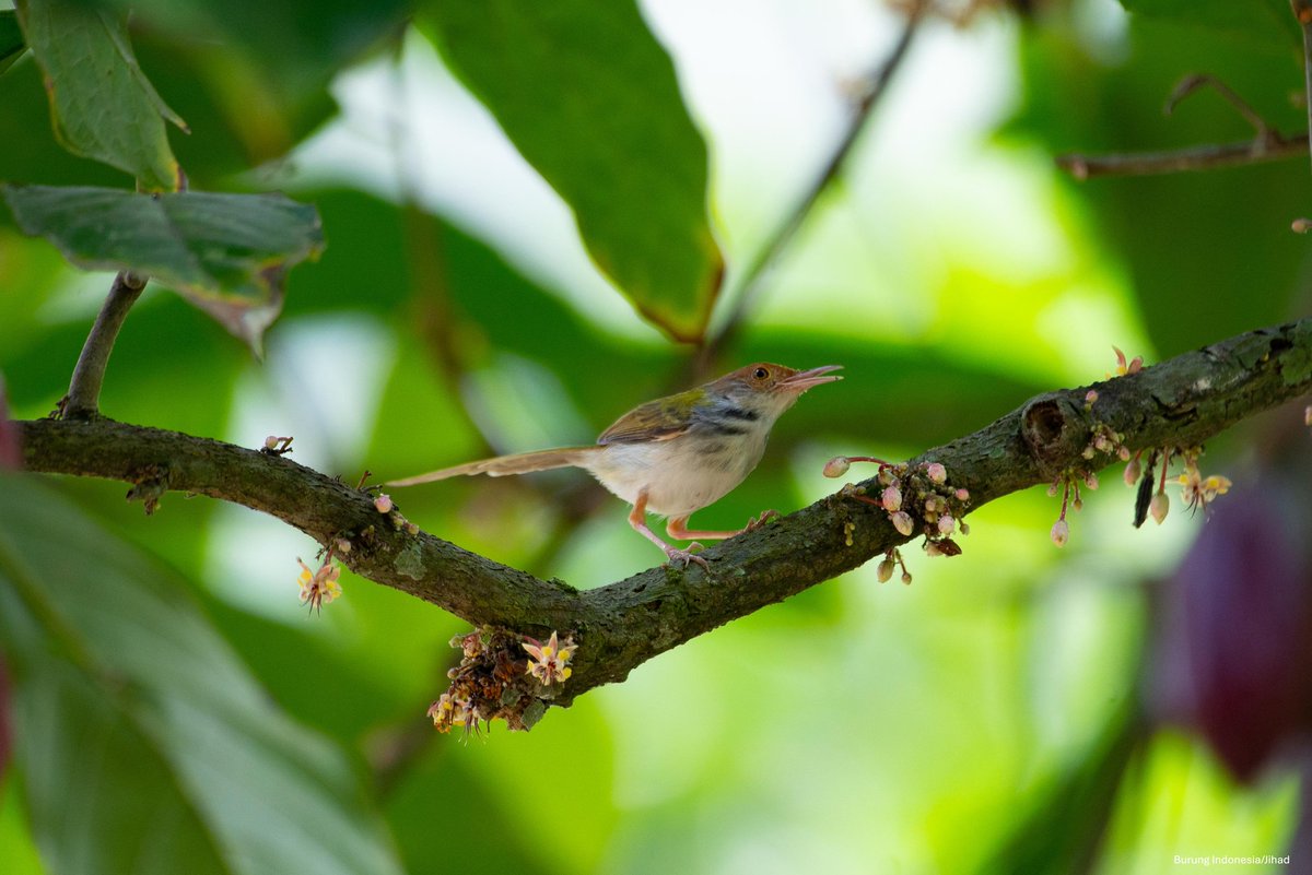 itu tadi pembahasan tentang burung sangkar dan apa dampak dari hobi burung kicau bagi bumi.

suka dengan thread ini? yuk like, share dan follow agar semakin luas manfaatnyaa~