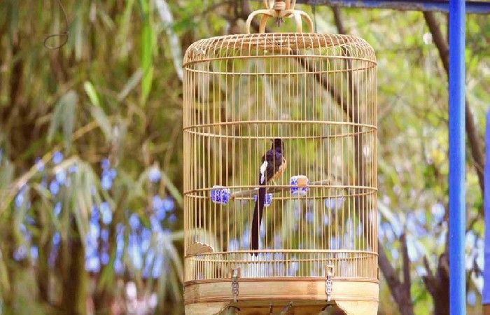 sumber:

setkab.go.id/presiden-jokow…

kominfo.go.id/content/detail…

Jepson, P., Ladle, R.J., 2005. Bird-keeping in Indonesia: Conservation impacts and the potential for substitution-based conservation responses. Oryx 39, 442–448.  doi.org/10.1017/ S0030605305001110