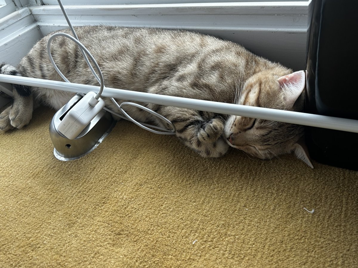 Meet Brock &amp; Miller

Brock is a very sweet boy who likes to be near his owner at all times. Miller is a shy guy and might need some time with a new home. He's extremely sweet and affectionate. They need to be in a calm and quiet home.

Adopt: docs.google.com/forms/d/e/1FAI…