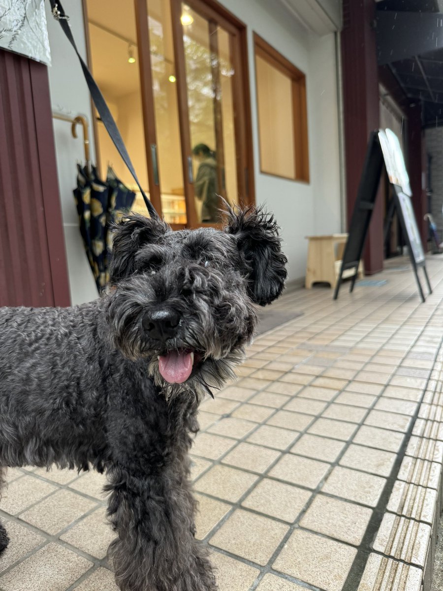 baudogs's tweet photo. ずっと気になってたシュークリーム屋さんに寄れた😋
#シュー生地カスタード
#クッキー生地抹茶
#chouxlab https://t.co/MbOGP619OL