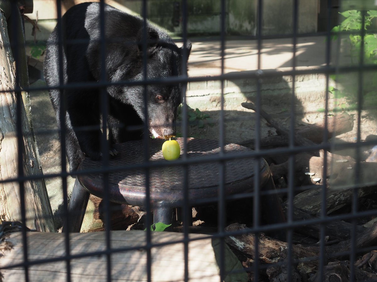 kyotoshidoubut1's tweet photo. ツキノワグマのホノカにマクワウリをあげてみたところ、オカラに一直線で、オカラを食べ終わってから食べ始めたものの、あまりお好みではなかったようです。まだ青かったのかな？

#京都市動物園 #kyotocityzoo #マクワウリ #実 #ツキノワグマ #orientalmelon #fruit #blackbear https://t.co/HZjHvtb1ev