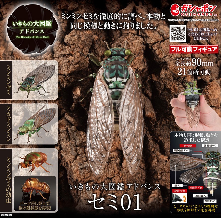 セミ01 オンライン版 ディスプレイスタンドセット いきもの大図鑑